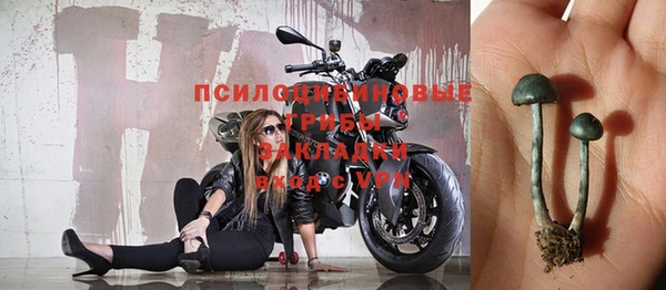 индика Новозыбков