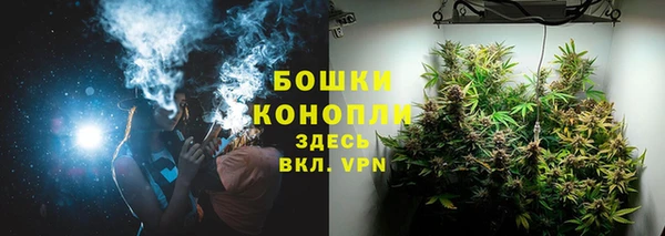 индика Новозыбков